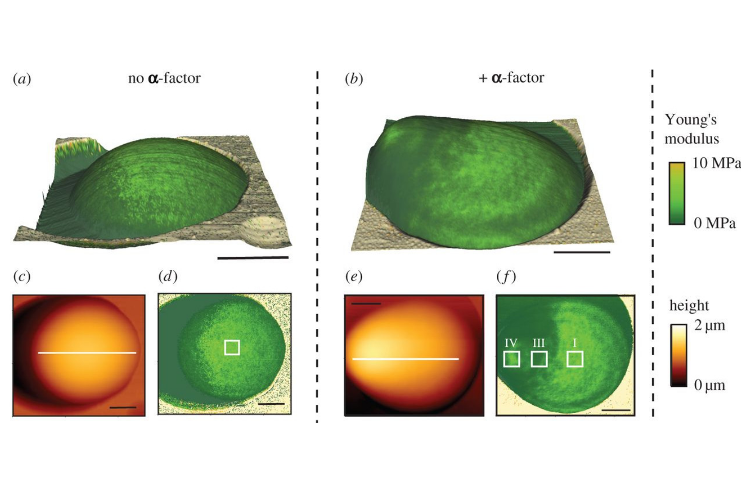 Cell wall mechanics and AFM