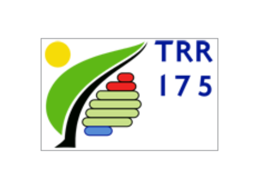 TRR 175